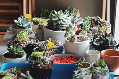 Potted plants on table