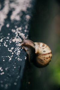 Close-up of snail