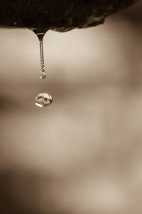 Close-up of water drops on leaf