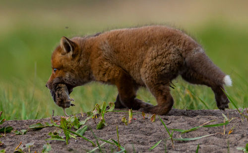 Side view of a cat walking on land