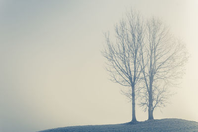 Bare tree against clear sky during winter