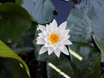 Close-up of lotus water lily in pond