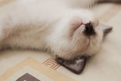 Close-up of a cat resting