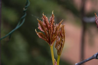 Close-up of red flowering plant