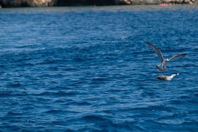 Seagulls flying over sea