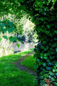 Plants and trees by water