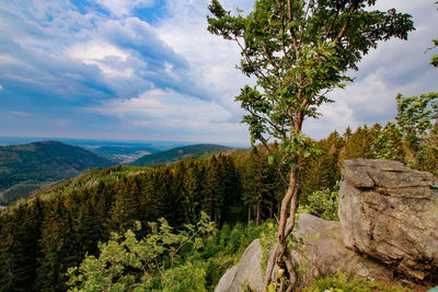 Scenic view of pine trees against sky