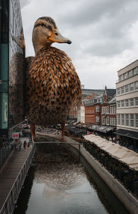 Close-up of duck in water