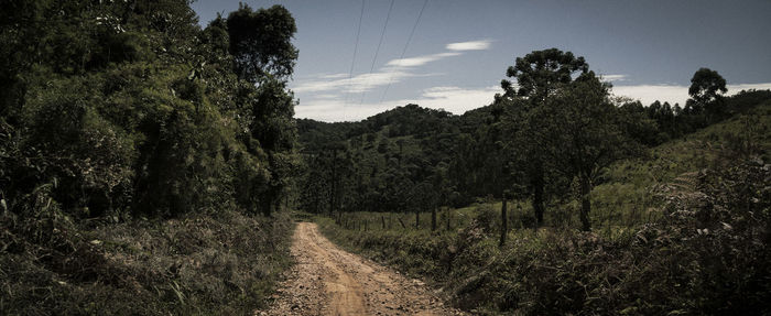 Road amidst trees in forest against sky