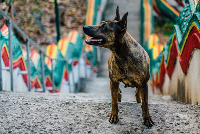 Dog on steps