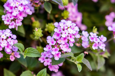 Close-up of pink flowering plants