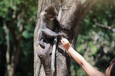 Cropped hand feeding monkey