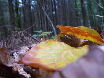 Close-up of autumn leaves in forest