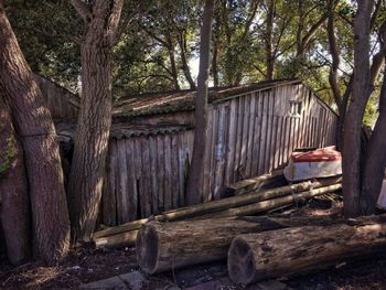 Trees in old abandoned building in forest