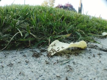 Close-up of snake on field