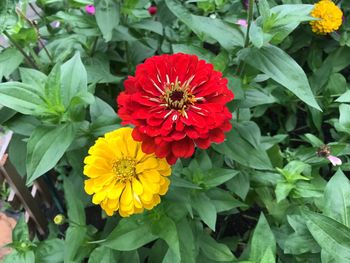 Close-up of red flowers blooming outdoors