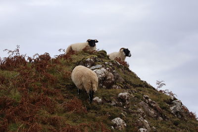 Sheep grazing on field against sky