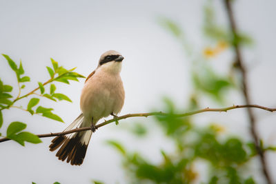 Low angle view of bird perching on branch