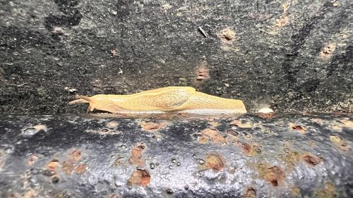 wildlife