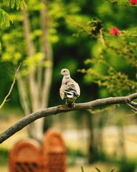 Bird perching on a branch