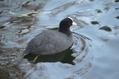 High angle view of duck swimming in lake