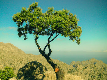 Trees by sea against clear sky