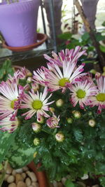 Close-up of pink daisy flowers