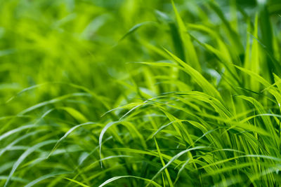 Full frame shot of grass growing on field