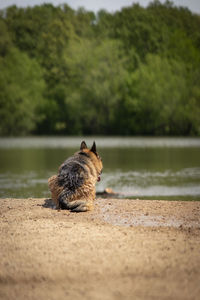 Cat sitting on a lake