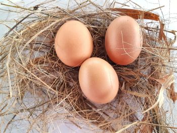 High angle view of eggs in nest
