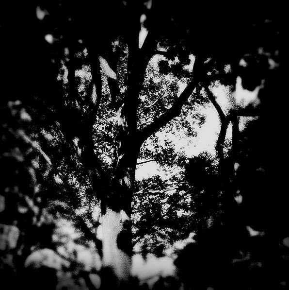 tree, branch, growth, nature, silhouette, leaf, low angle view, night, focus on foreground, close-up, no people, outdoors, sunlight, tree trunk, tranquility, plant, beauty in nature, shadow, selective focus