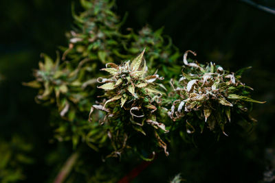 Close-up of wilted flower buds