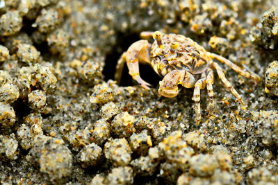 Close-up of crab