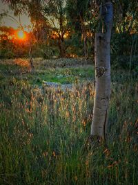 Trees on grassy field