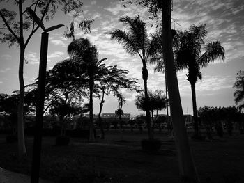 Palm trees on landscape against sky