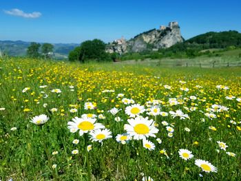 Flowers growing on field against sky