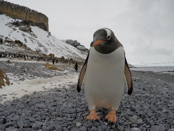 Close-up of penguin on beach against sky