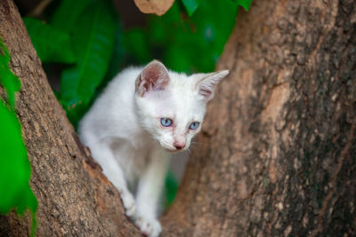 Close-up of a cat on tree trunk