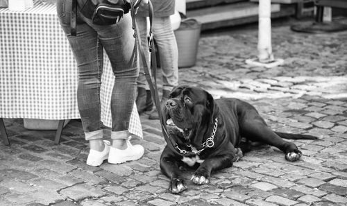 Low section of a woman with dog