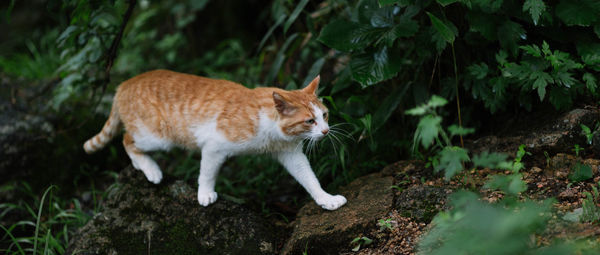 Side view of a cat looking away