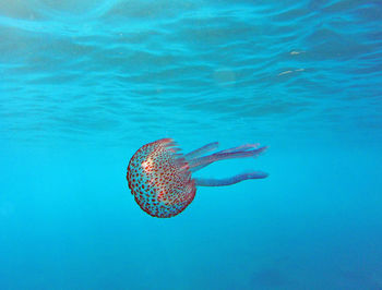 Close-up of jellyfish swimming in sea