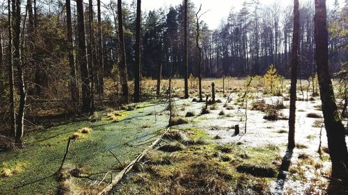 View of trees on field in forest