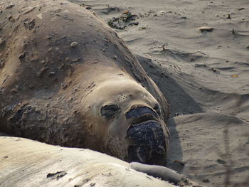 High angle view of horse on beach