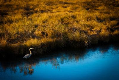 High angle view of gray heron by grass in lake