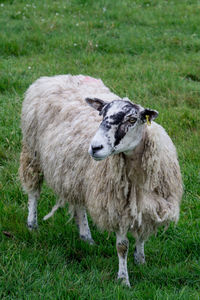 Sheep standing in a field