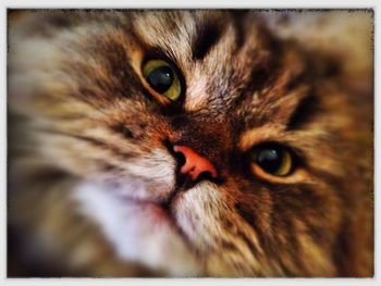 Close-up portrait of cat