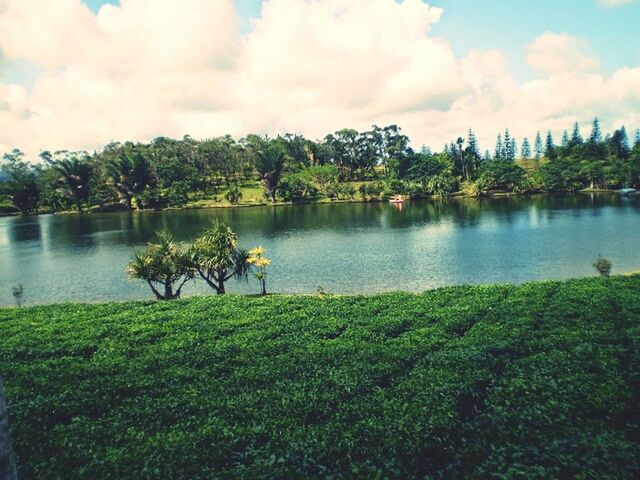 sky, water, lake, tree, tranquil scene, tranquility, cloud - sky, grass, scenics, beauty in nature, nature, animal themes, reflection, cloud, growth, green color, cloudy, idyllic, plant, lakeshore