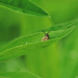 Close-up of insect on leaf