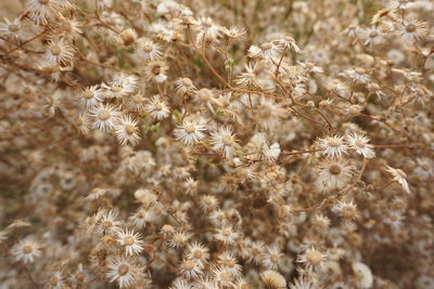 Close-up of wilted flowering plants on field