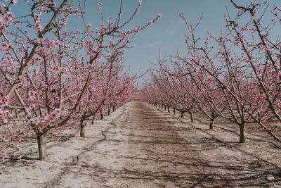 Real time of abundance apricot trees with small pink flowers growing in rows of countryside on summer day